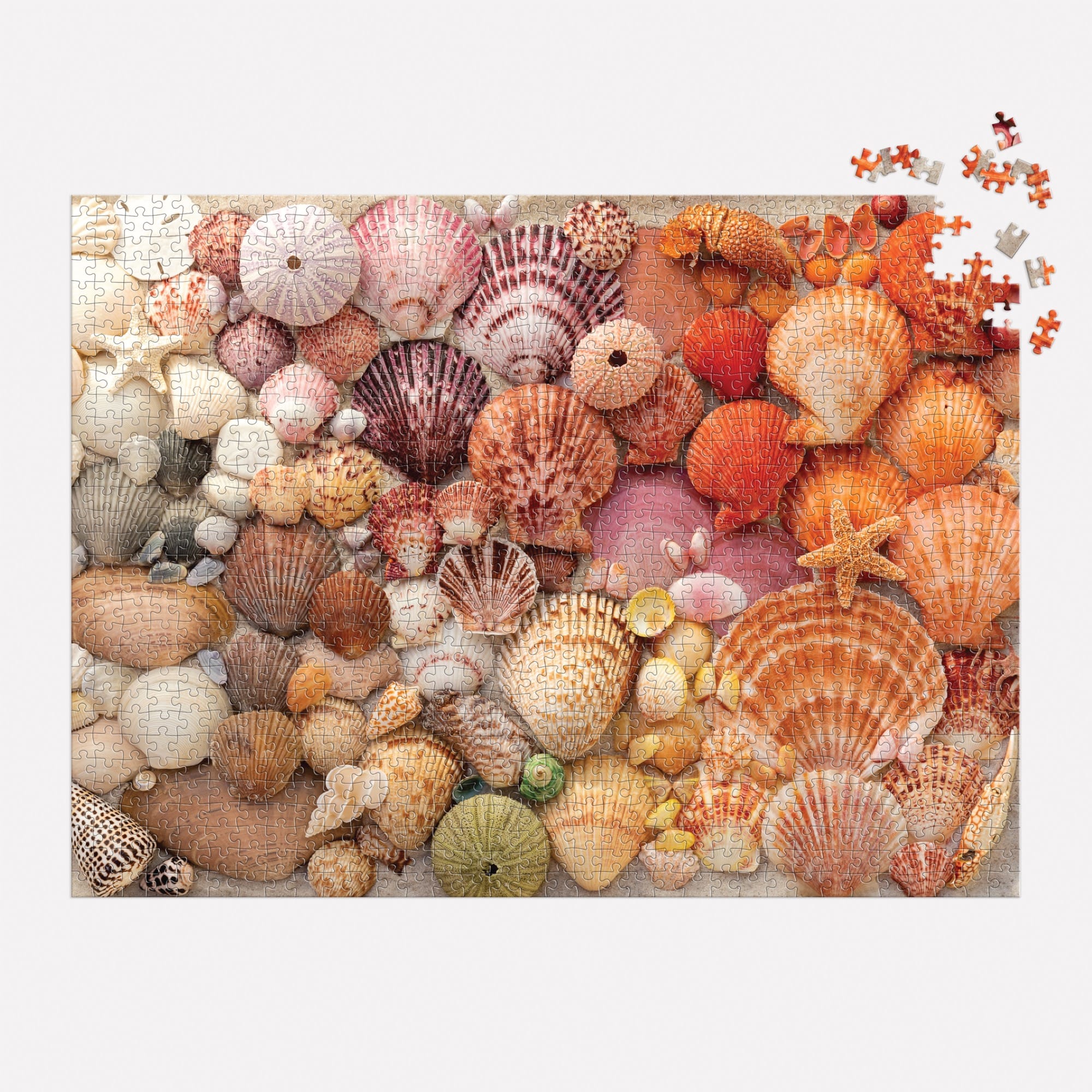 SEIZO WATASE Twinkle Night 1000ピース vibrant-seashells-1000-piece-