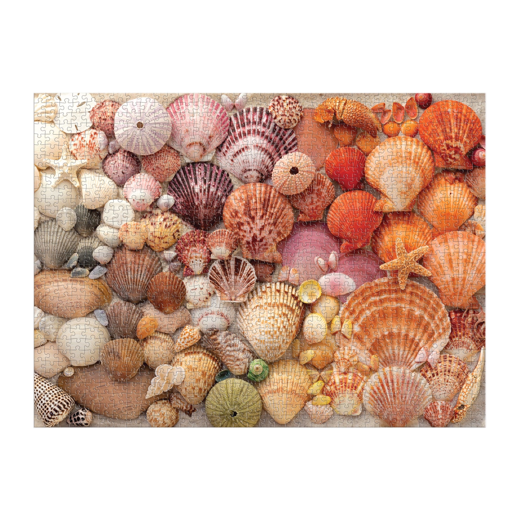 貝殻の記憶 Vibrant Seashells 1000 Piece Puzzle – Galison