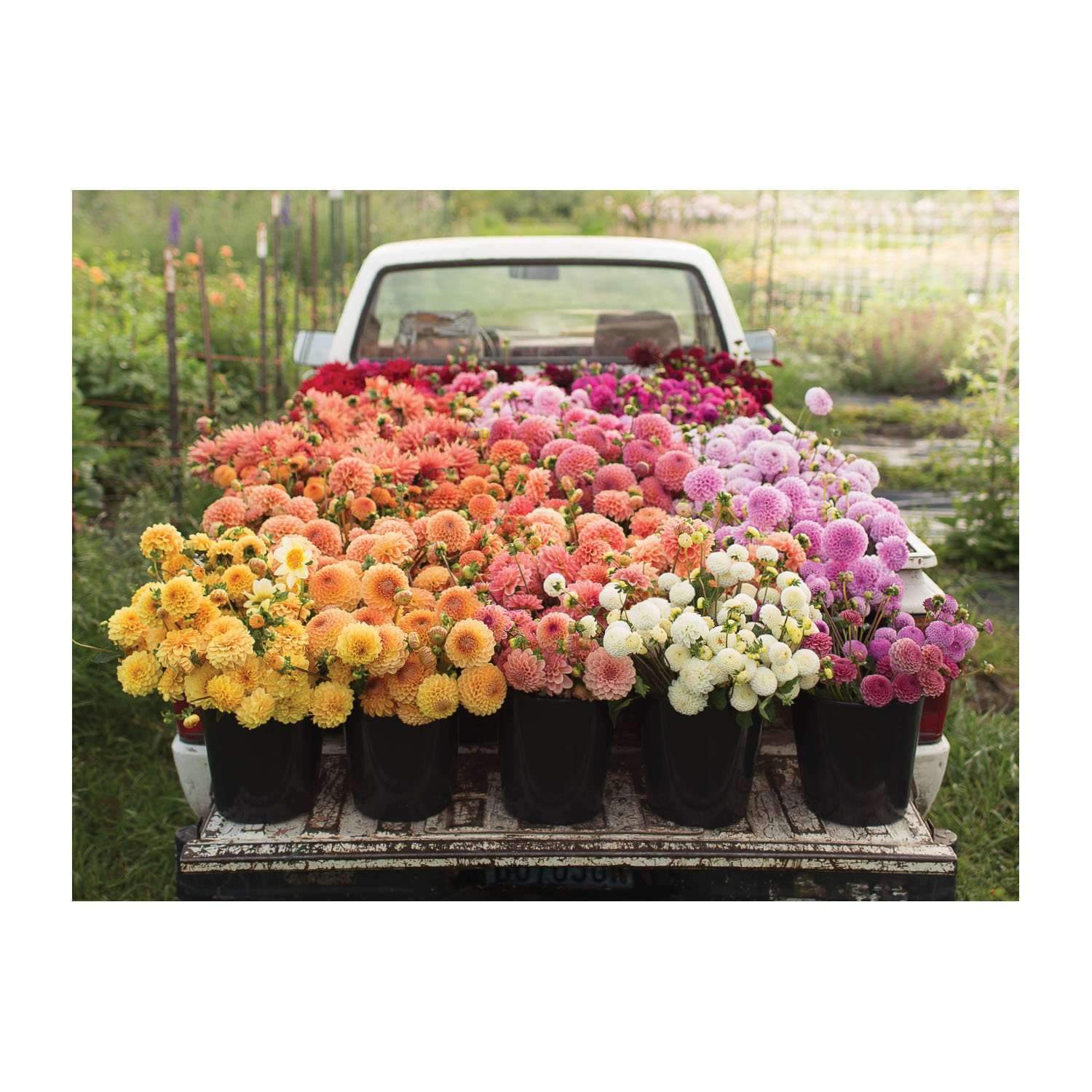 全巻セット *Flower garden* Floret Farm's Cut Flower Garden 2-Sided 500 Piece Puzzle | Galison