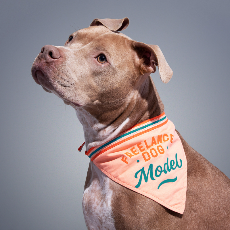 Handkerchief dog discount