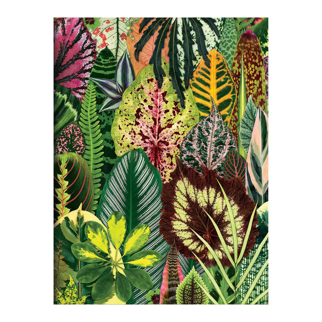 Houseplant Jungle Greeting Assortment Notecards Greeting Cards Galison 