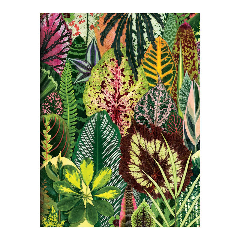 Houseplant Jungle Greeting Assortment Notecards Greeting Cards Galison 