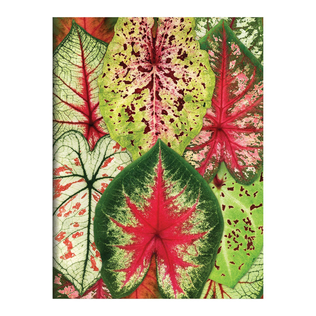 Houseplant Jungle Greeting Assortment Notecards Greeting Cards Galison 
