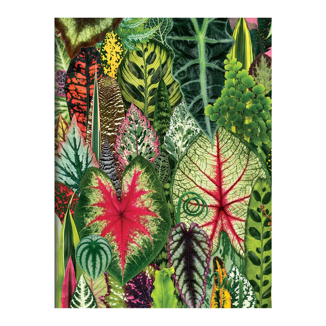 Houseplant Jungle Greeting Assortment Notecards Greeting Cards Galison 