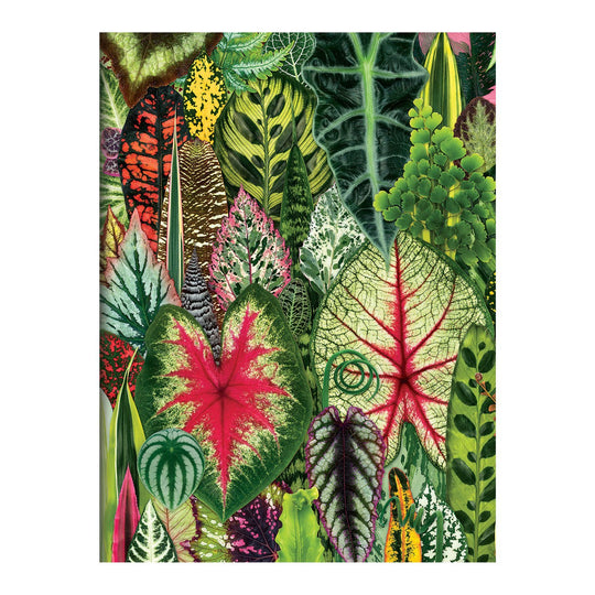 Houseplant Jungle Greeting Assortment Notecards Greeting Cards Galison 