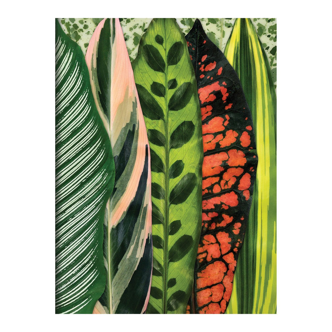 Houseplant Jungle Greeting Assortment Notecards Greeting Cards Galison 