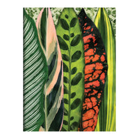 Houseplant Jungle Greeting Assortment Notecards Greeting Cards Galison 