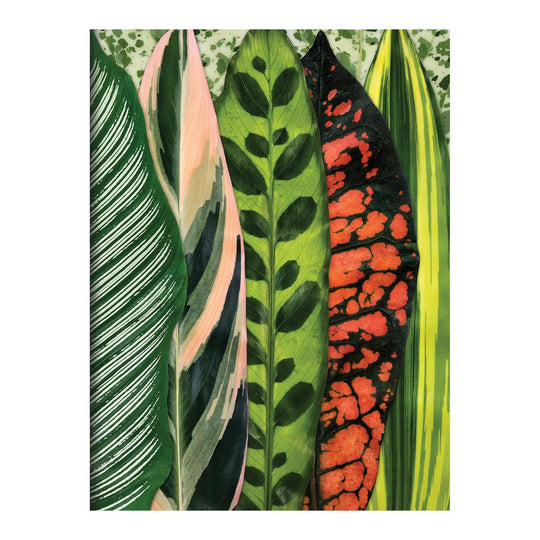 Houseplant Jungle Greeting Assortment Notecards Greeting Cards Galison 