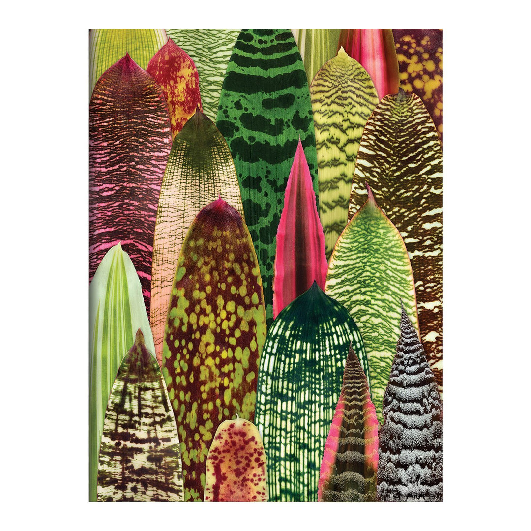 Houseplant Jungle Greeting Assortment Notecards Greeting Cards Galison 