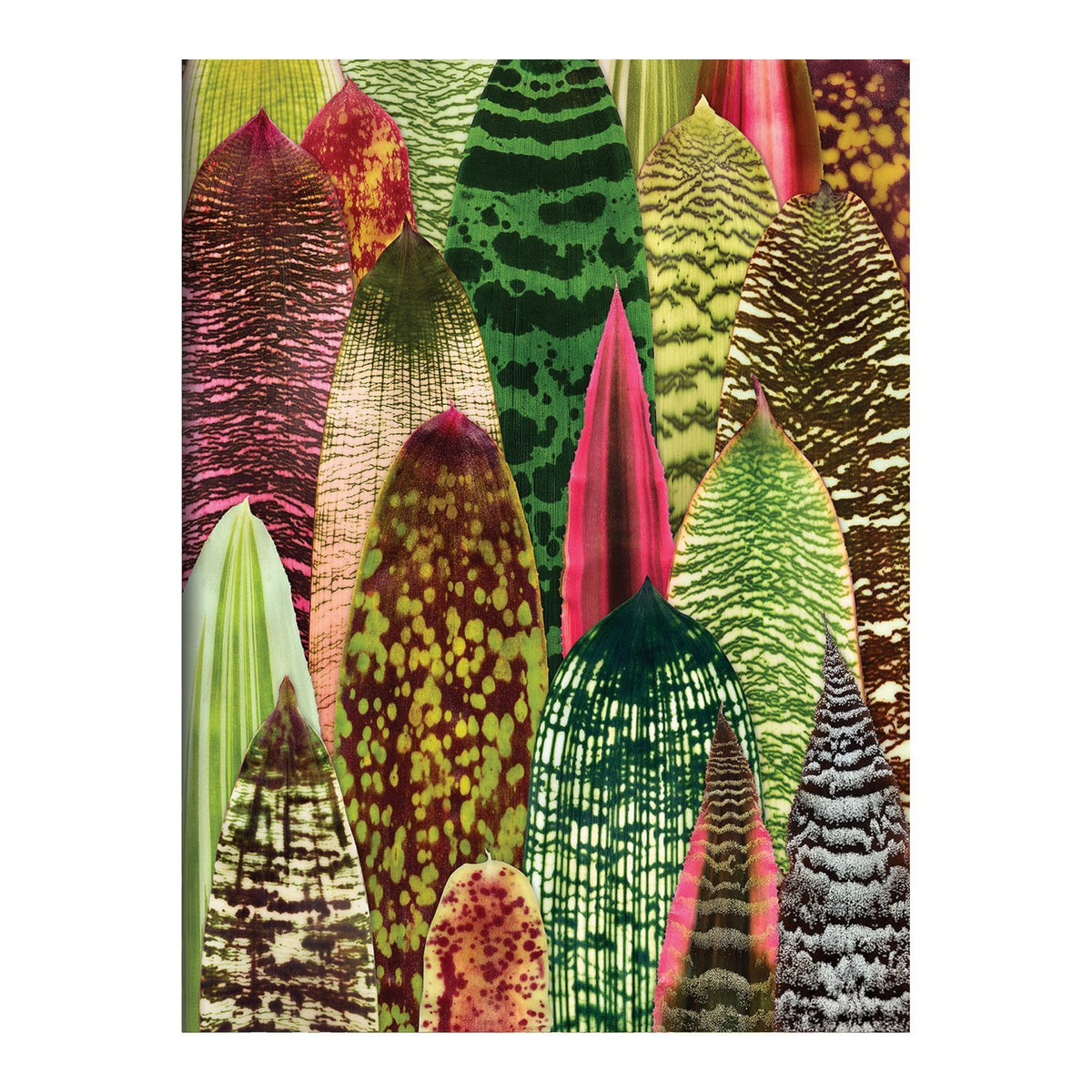 Houseplant Jungle Greeting Assortment Notecards Greeting Cards Galison 