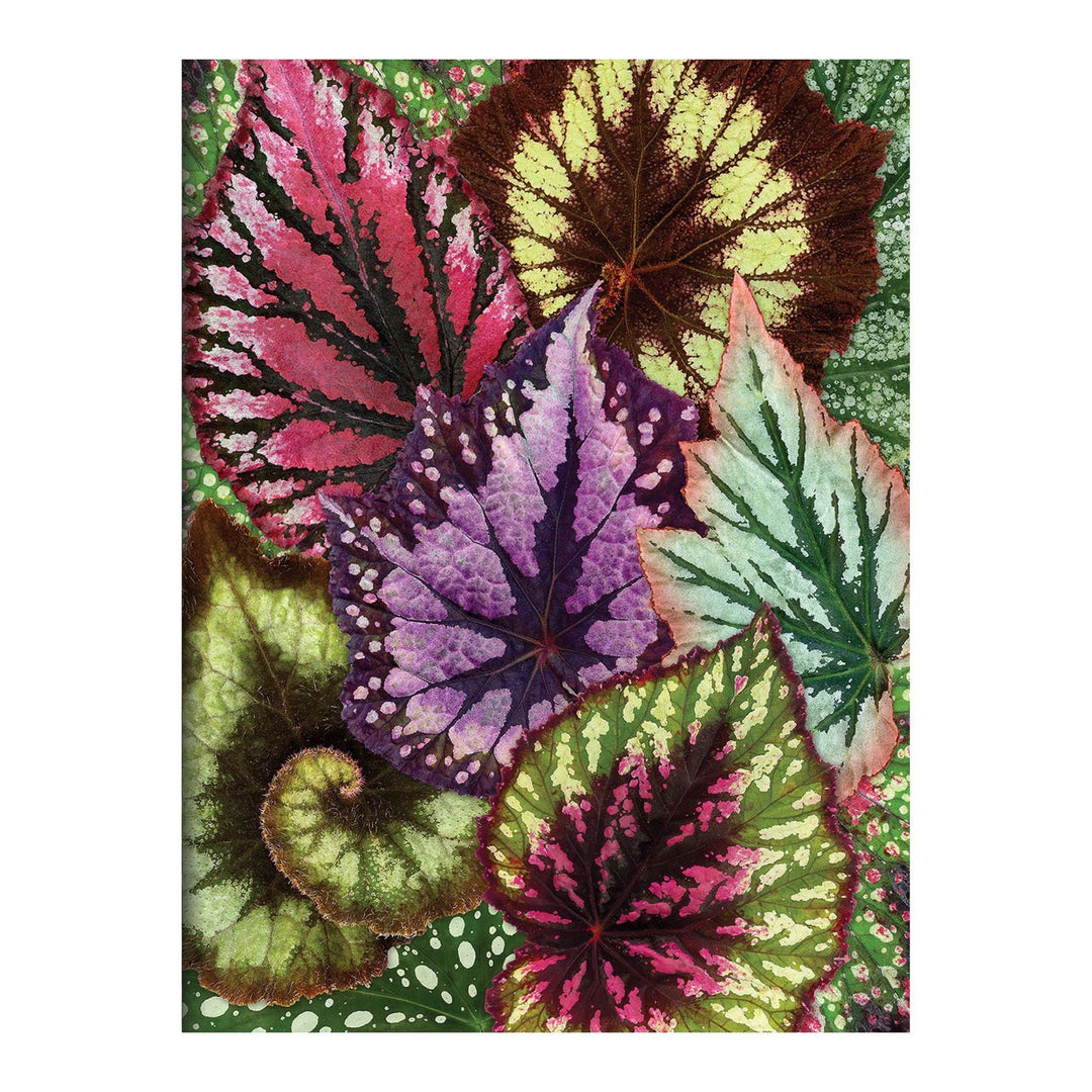 Houseplant Jungle Greeting Assortment Notecards Greeting Cards Galison 