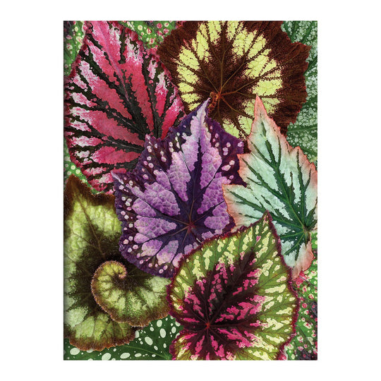 Houseplant Jungle Greeting Assortment Notecards Greeting Cards Galison 