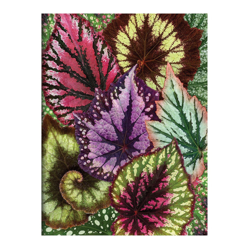 Houseplant Jungle Greeting Assortment Notecards Greeting Cards Galison 