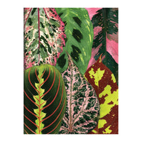 Houseplant Jungle Greeting Assortment Notecards Greeting Cards Galison 