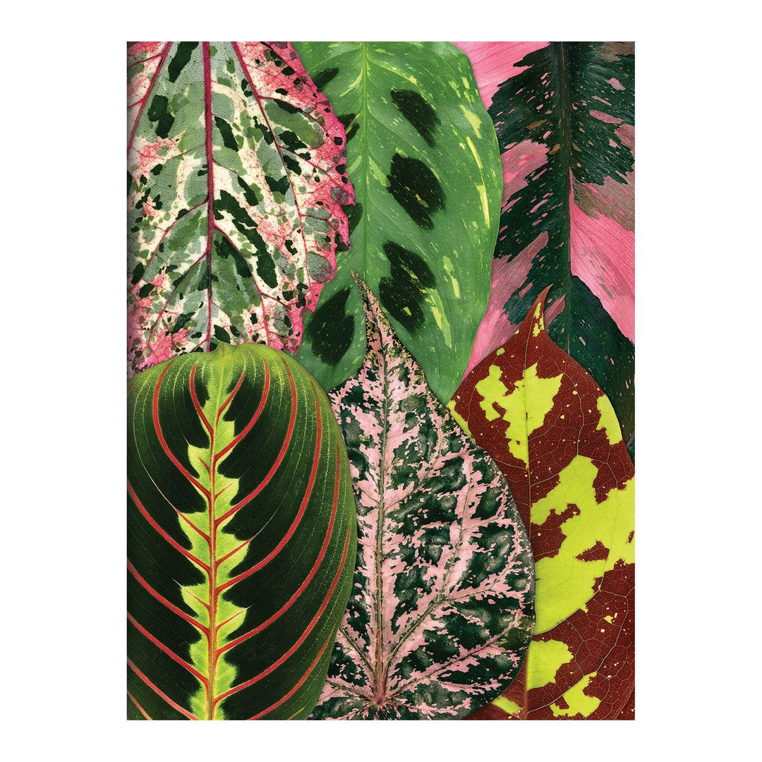 Houseplant Jungle Greeting Assortment Notecards Greeting Cards Galison 