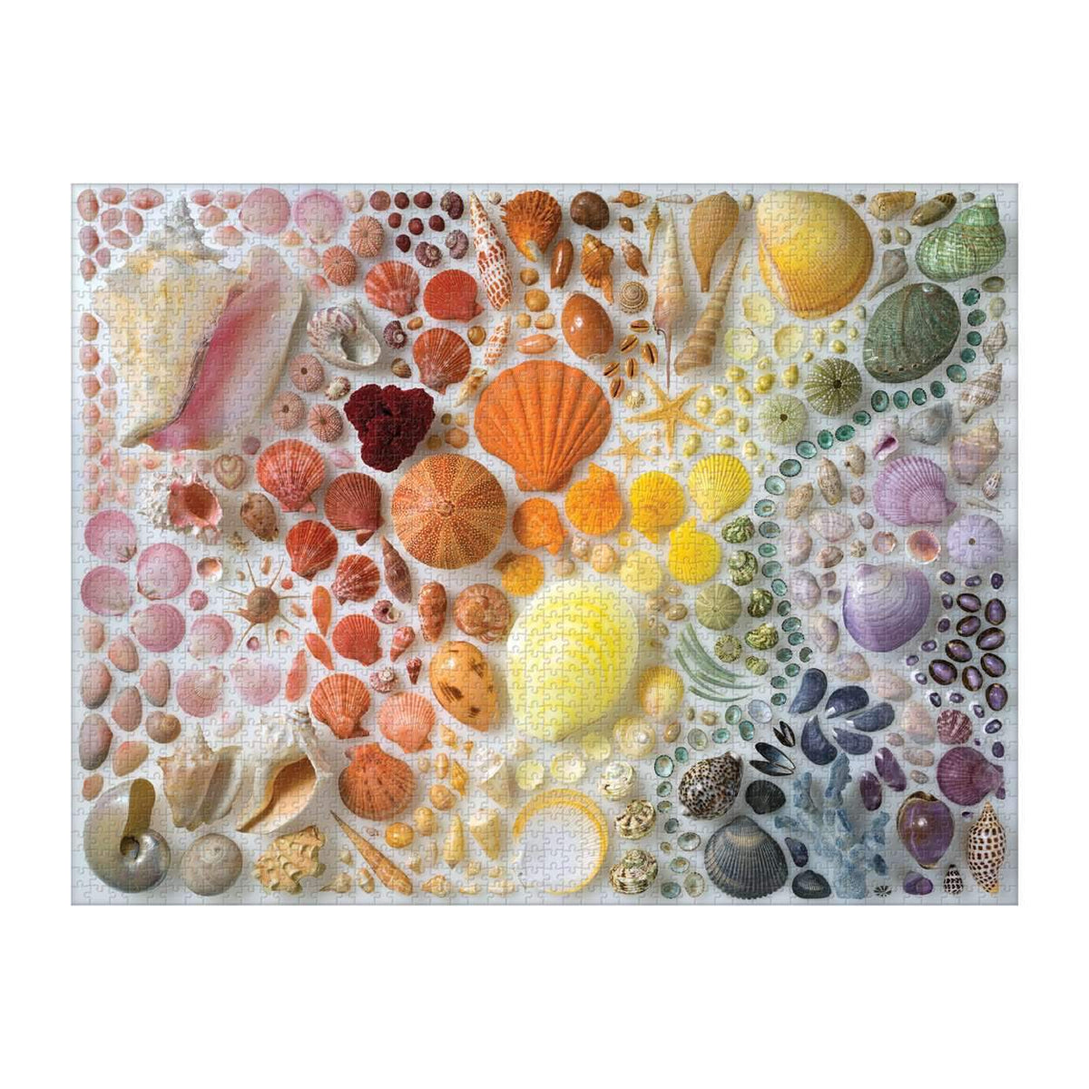 Rainbow Seashells 2000 Piece Puzzle 2000 Piece Puzzles Galison 