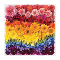 Rainbow Summer Flowers 500 Piece Puzzle 500 Piece Puzzles Galison 