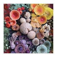 Shrooms in Bloom 500 Piece Puzzle Puzzles Heather Brooks 