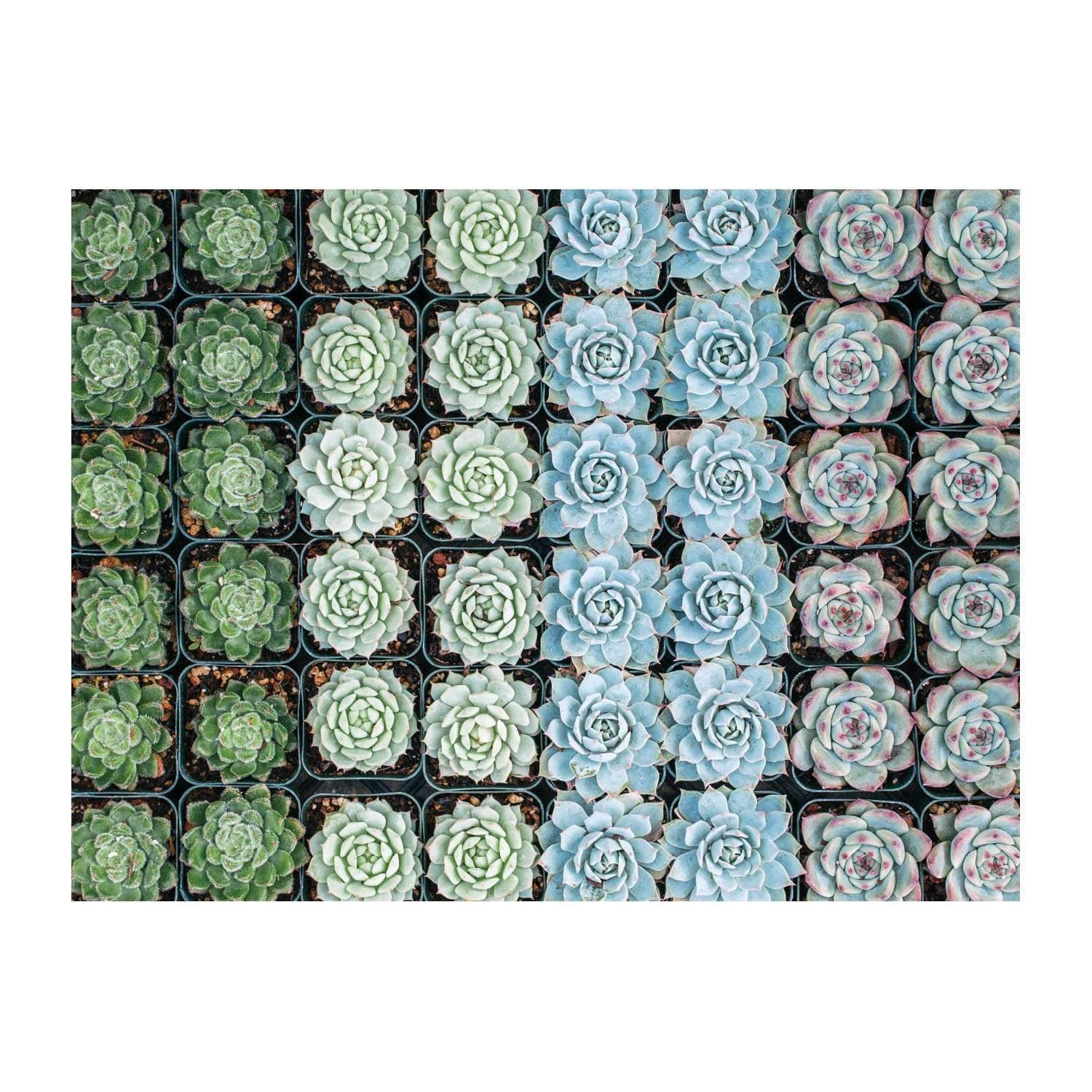 Succulent Garden 500-Piece Double-Sided Puzzle | Galison