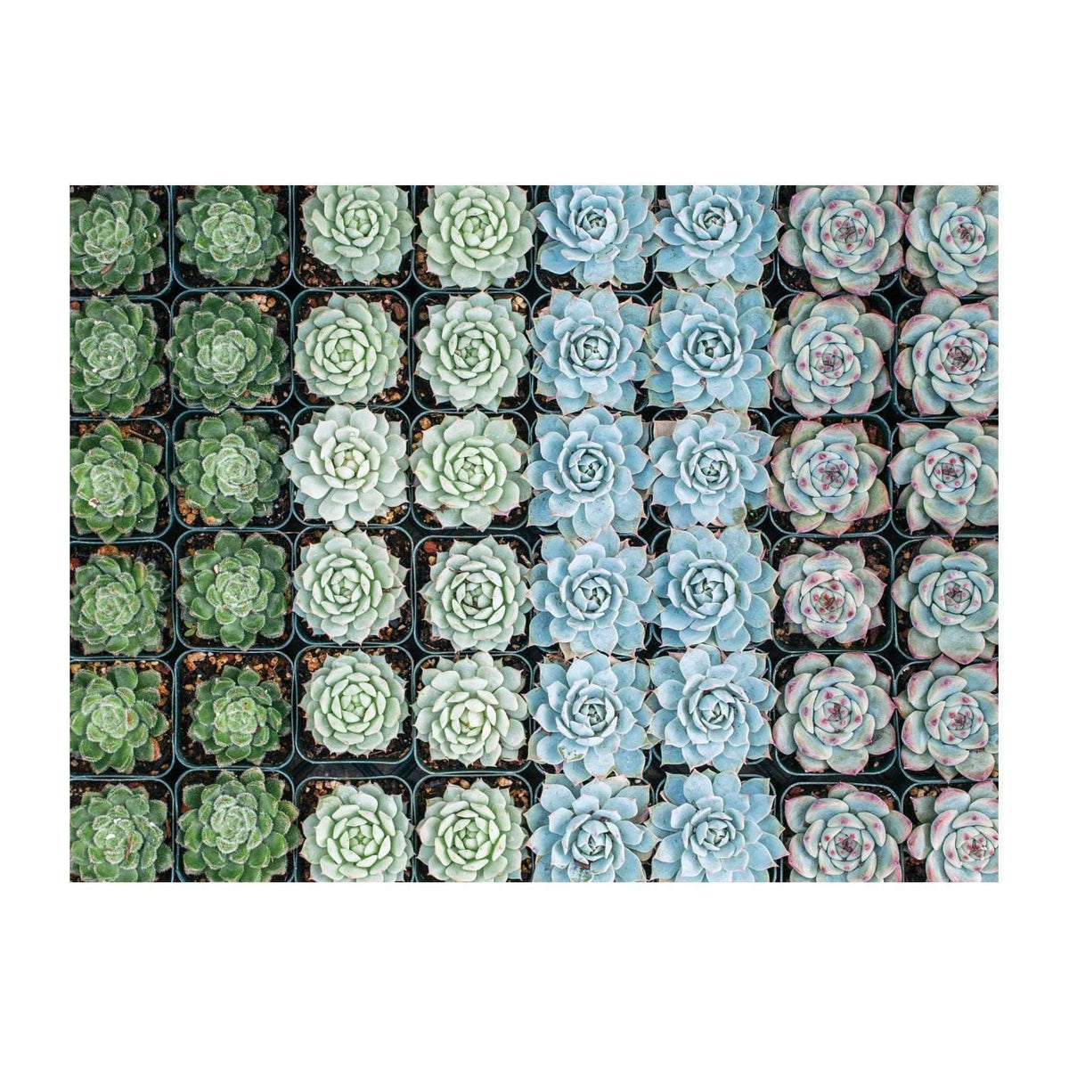 Succulent Garden 2-Sided 500 Piece Puzzle 2-sided 500 Piece Puzzles Galison 
