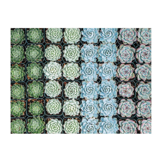 Succulent Garden 2-Sided 500 Piece Puzzle 2-sided 500 Piece Puzzles Galison 