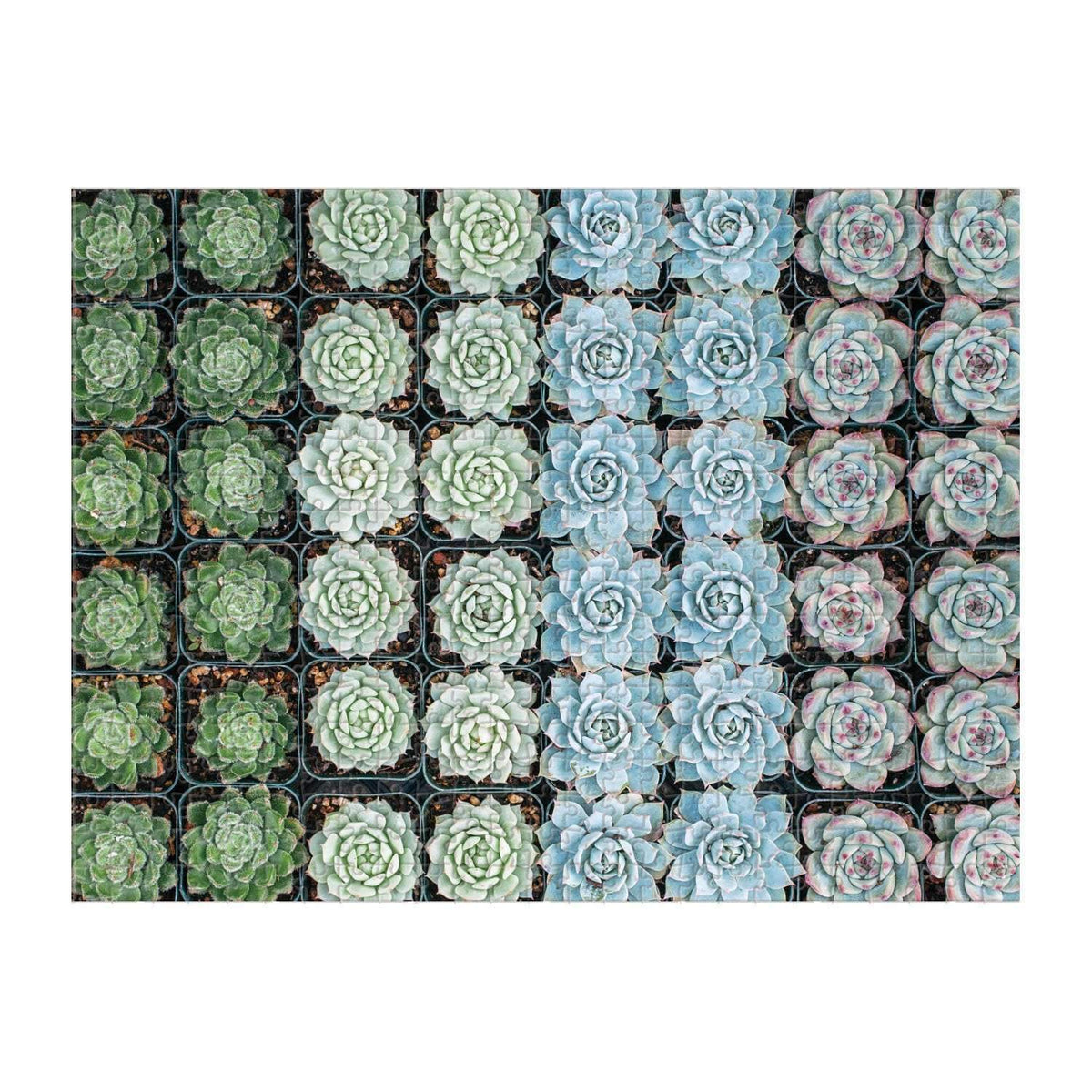 rms international succulent puzzle Succulent Garden 500-Piece Double-Sided Puzzle