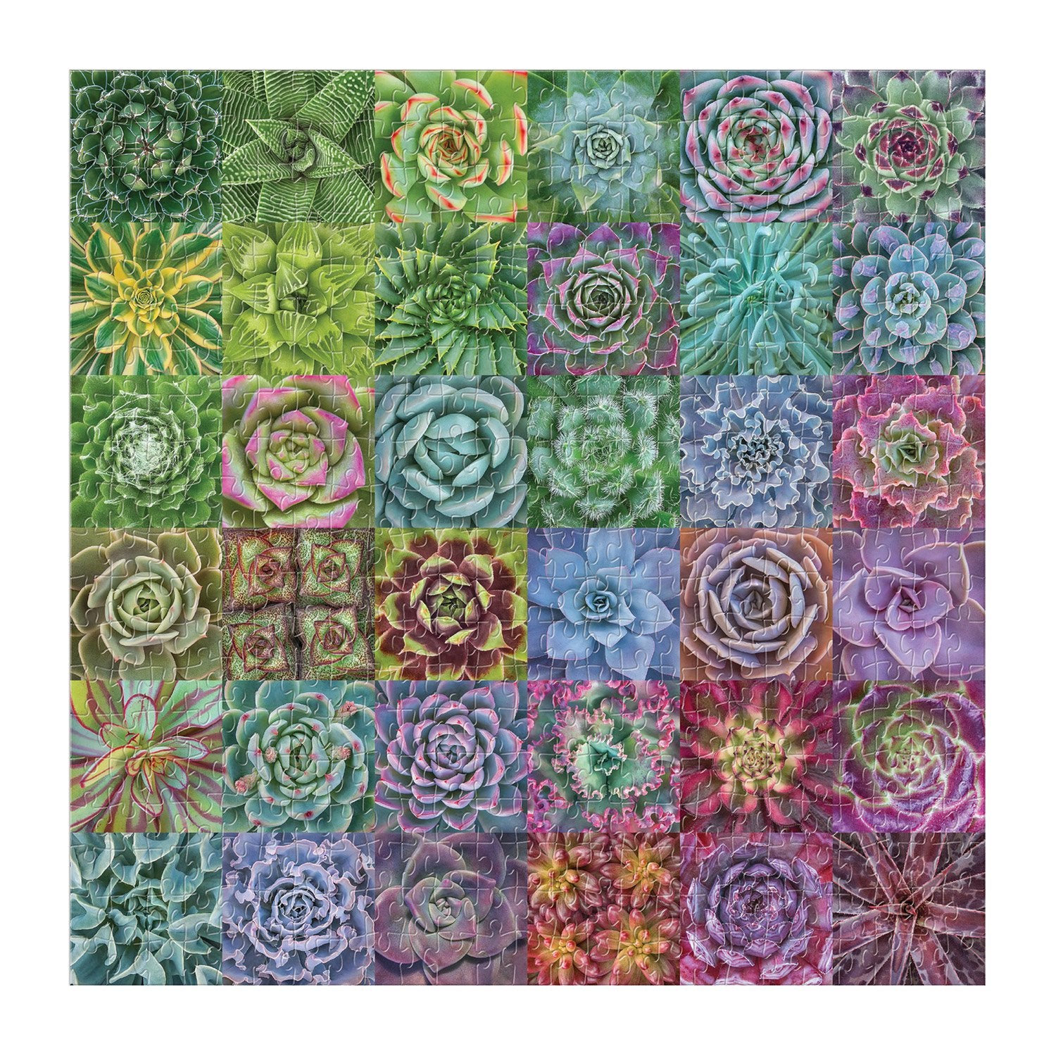 purple succulents puzzle Galison