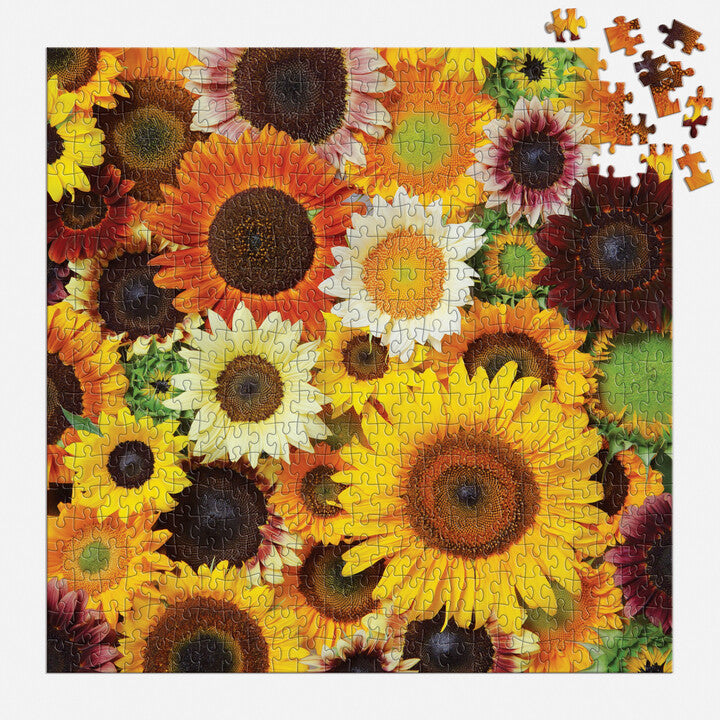 Sunflower╰(*´︶`*)╯ Sunflower Shock-o-Lat F1 Seed – Harris Seeds