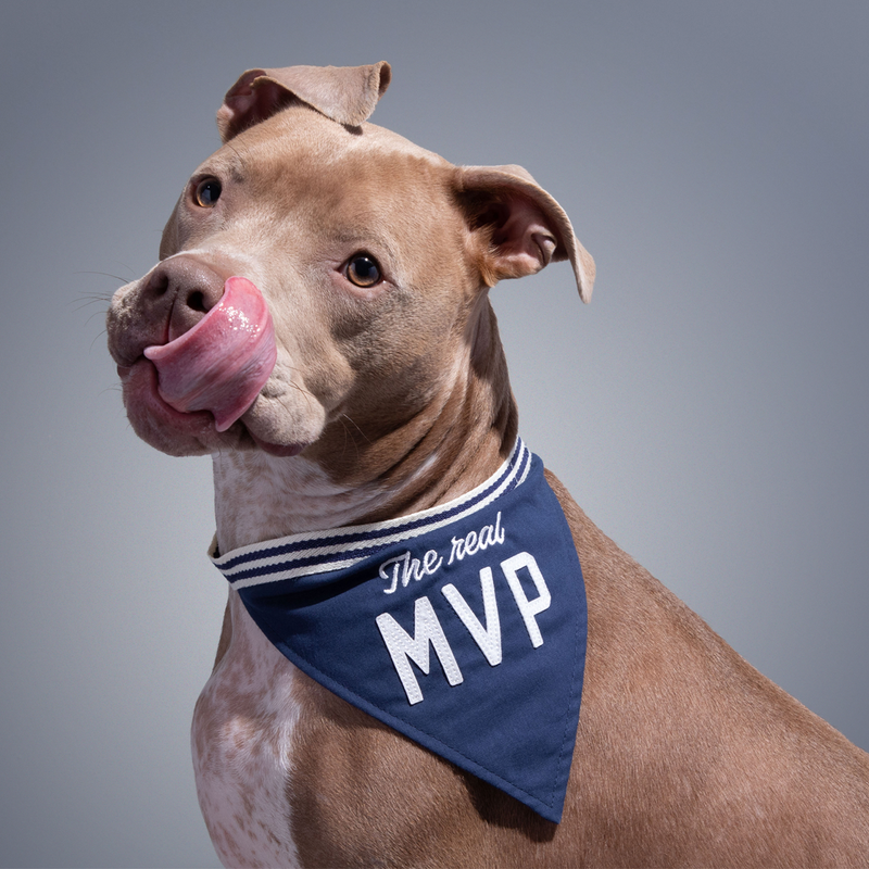 The Real MVP Dog Bandana Dog Bandana Brass Monkey 