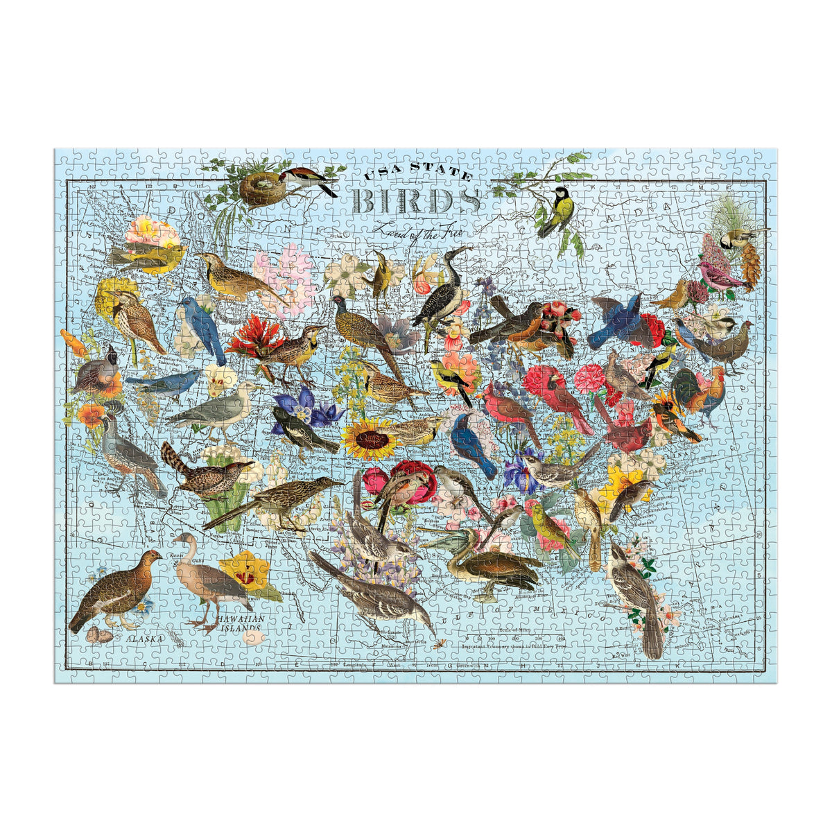 Bird Puzzle ~ Kids Puzzles, 12 to 1000 Pieces